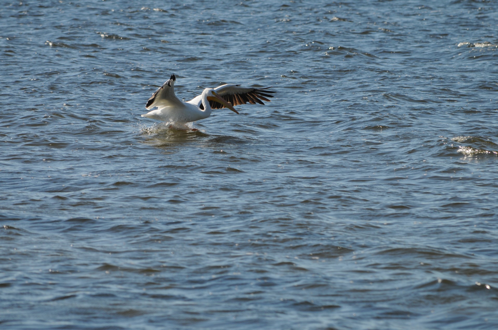 pelican bird waterfowl free photo