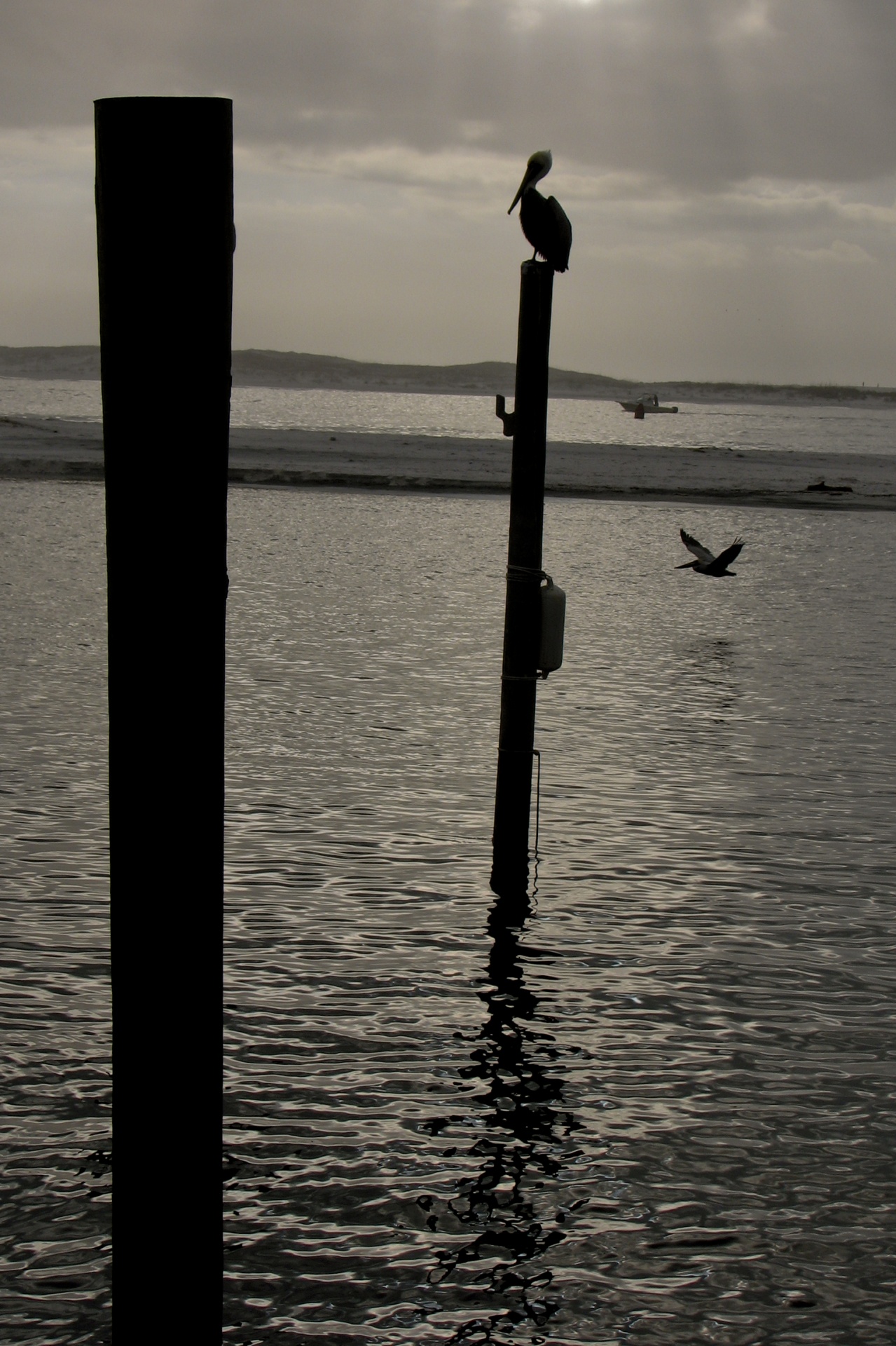 pelican pier ocean free photo