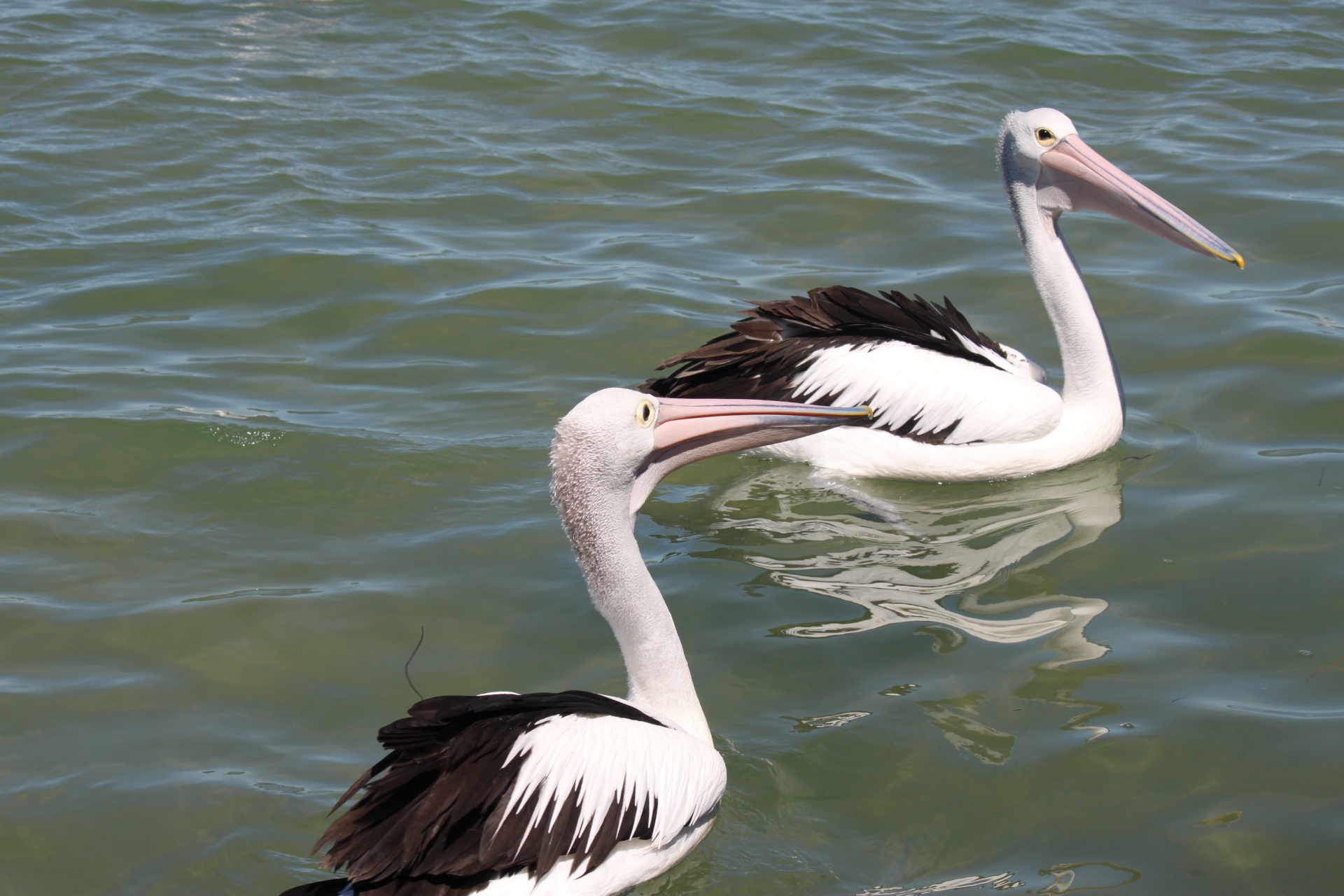 pelican sea surface free photo