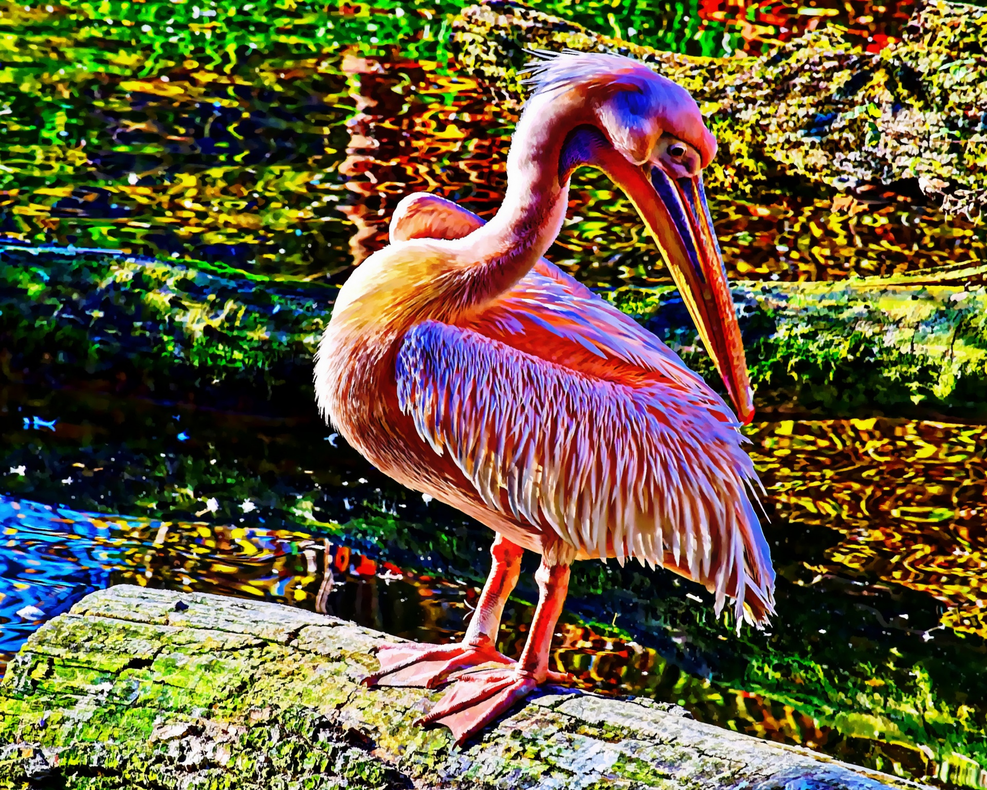 pelican feathers bird free photo