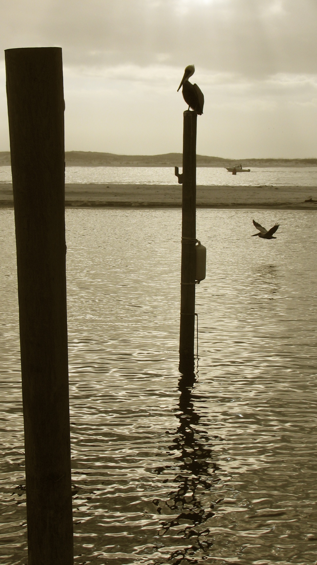 pelican perch bird free photo