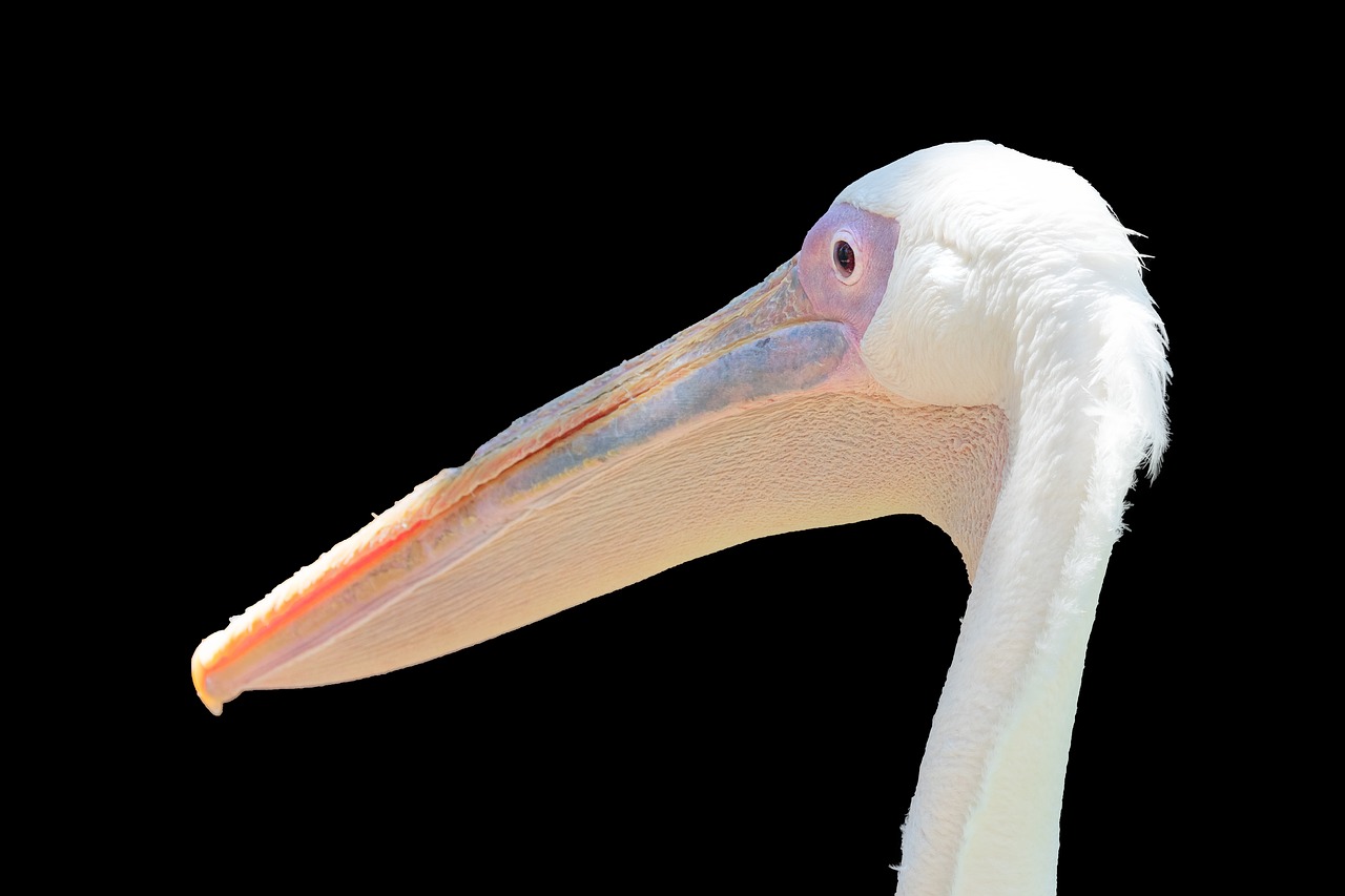 pelican portrait bird avian free photo