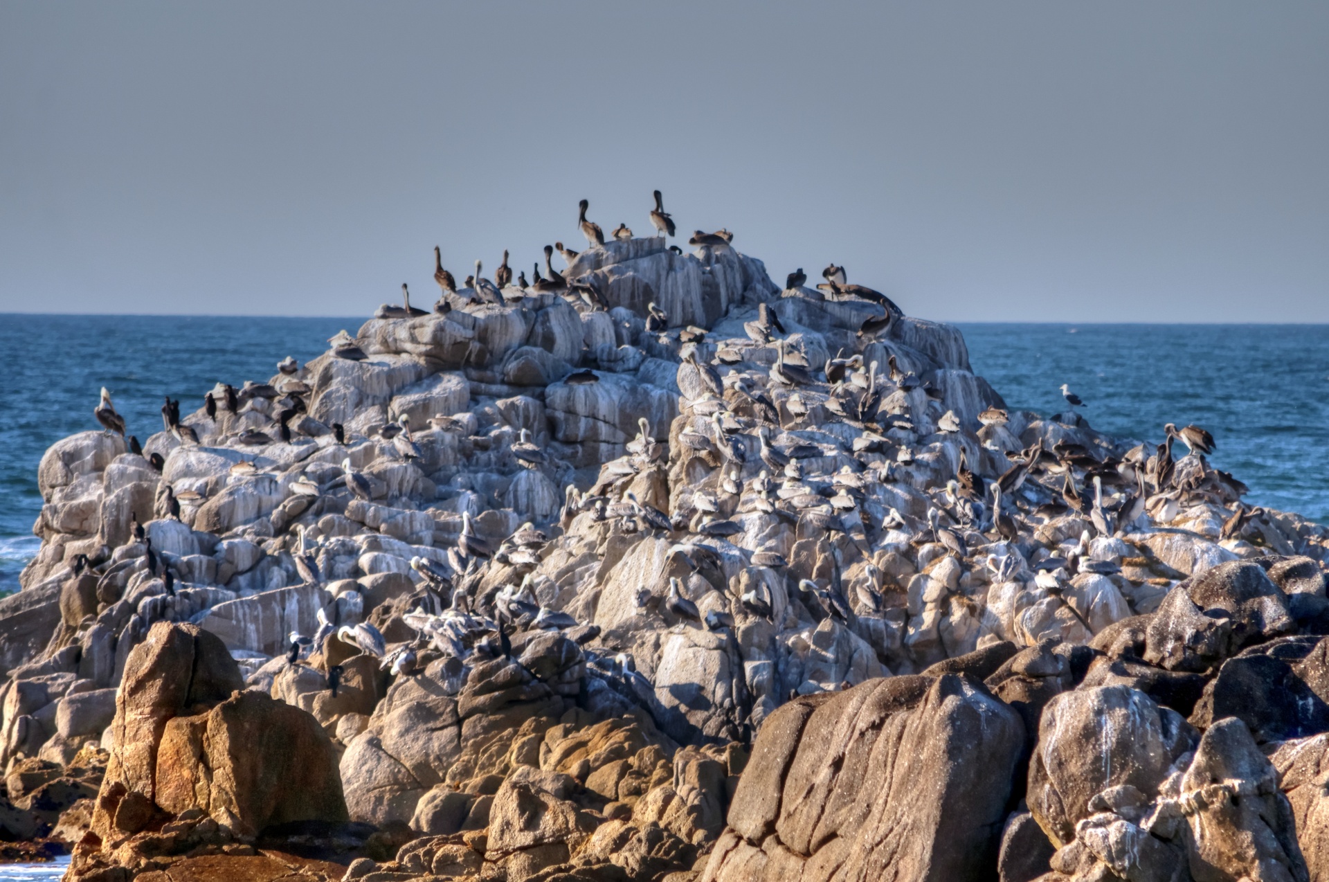 pelican pelicans marine life free photo