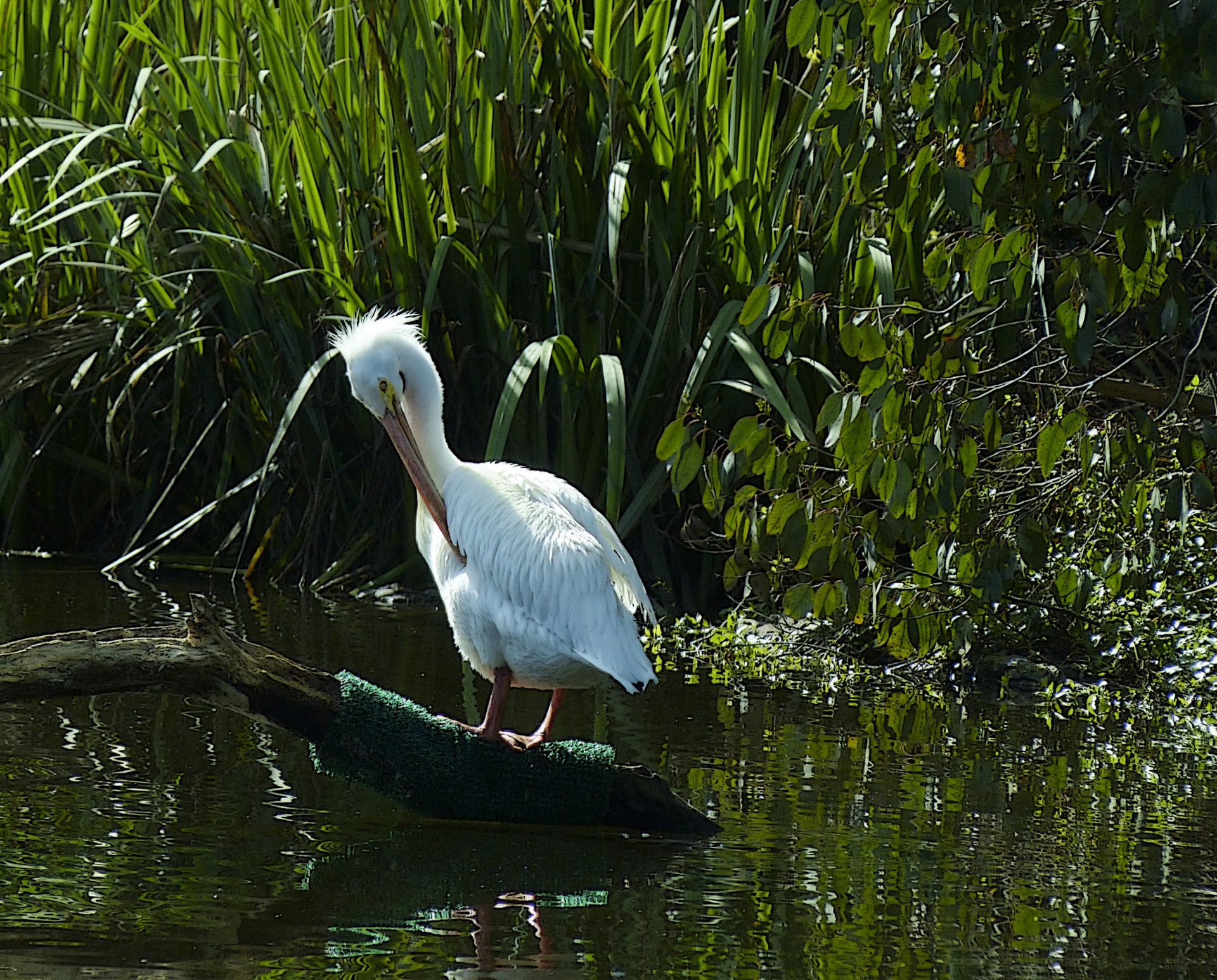 white pelican bird free photo