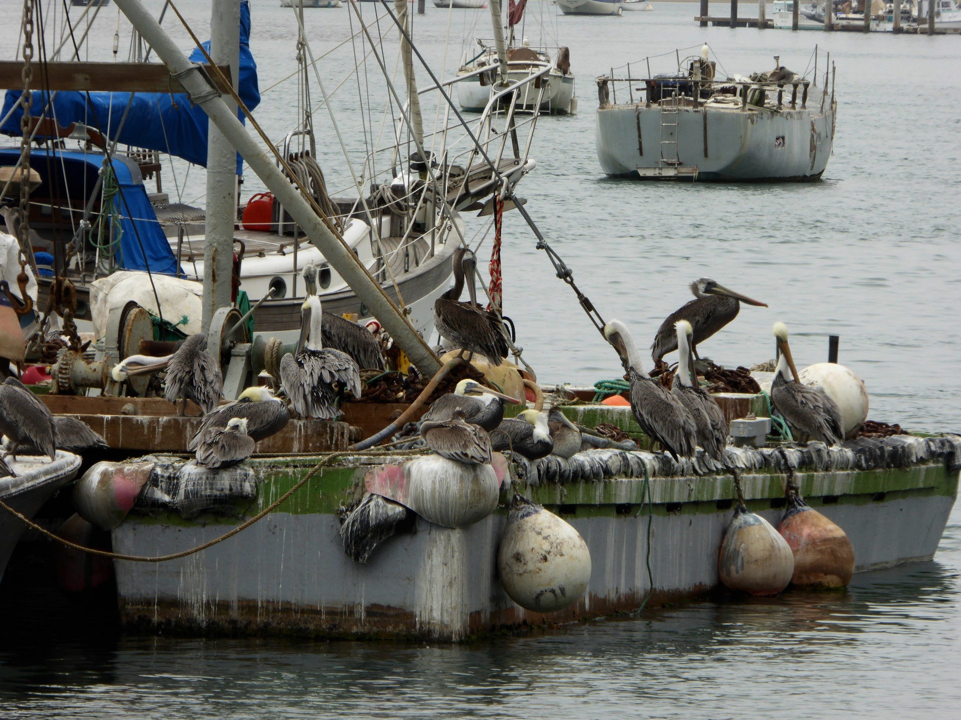 birds pelican water free photo