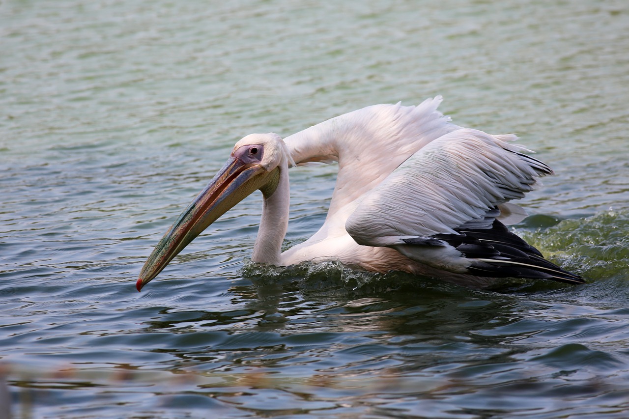 pelican swimming in lake bird giant free photo