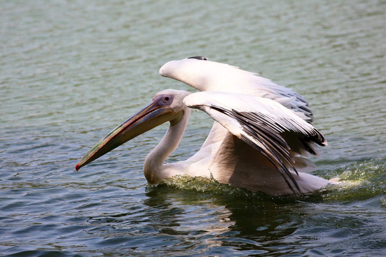 pelican swimming in lake bird giant free photo