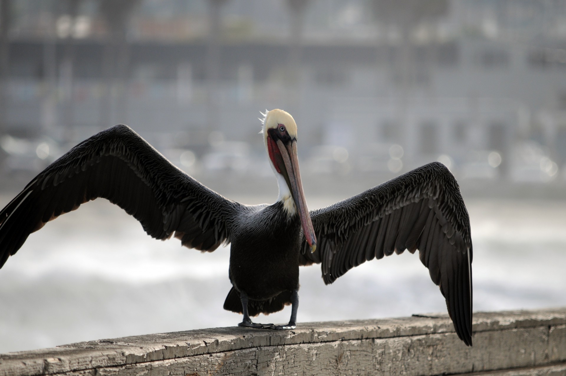 pelican bird birds free photo