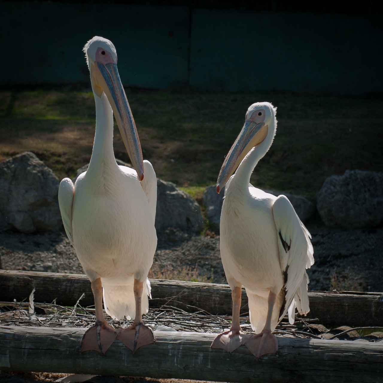 pelicano varallo pombia copy free photo