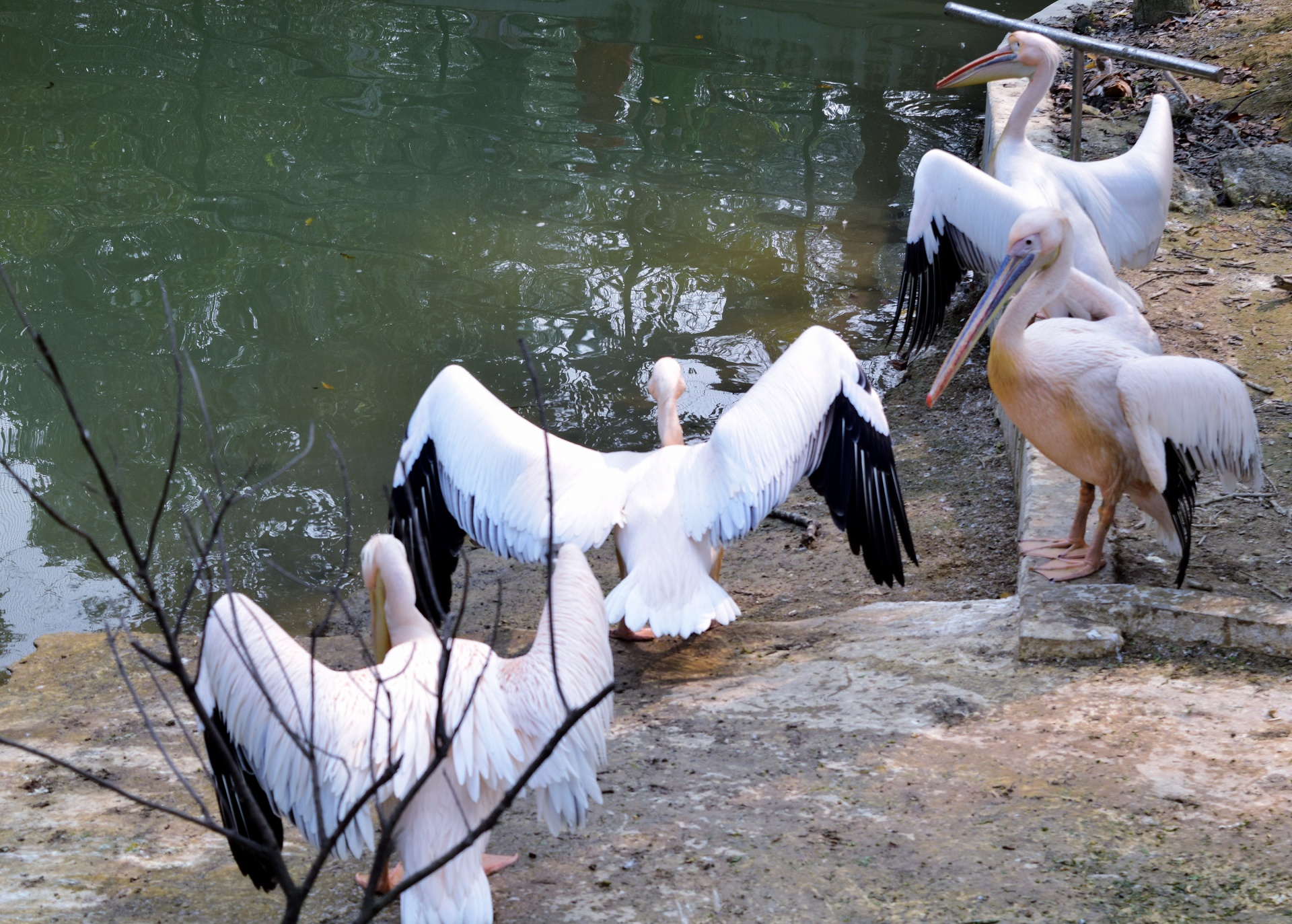 bird pelican animal free photo