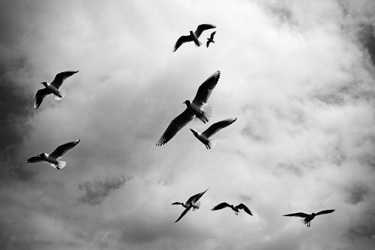 birds flock black and white free photo
