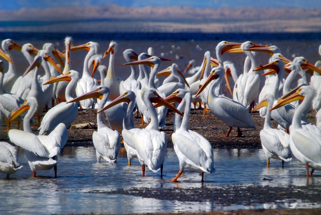 pelicans flock birds free photo