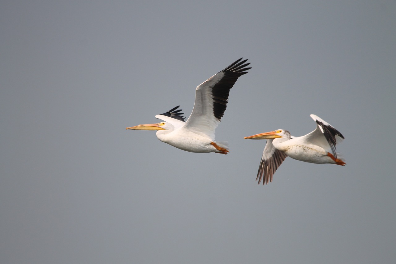 pelicans fly birds free photo