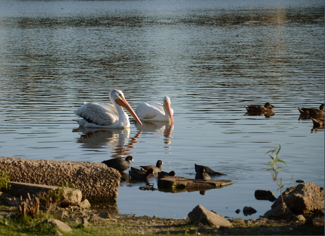 pelicans birds lake free photo