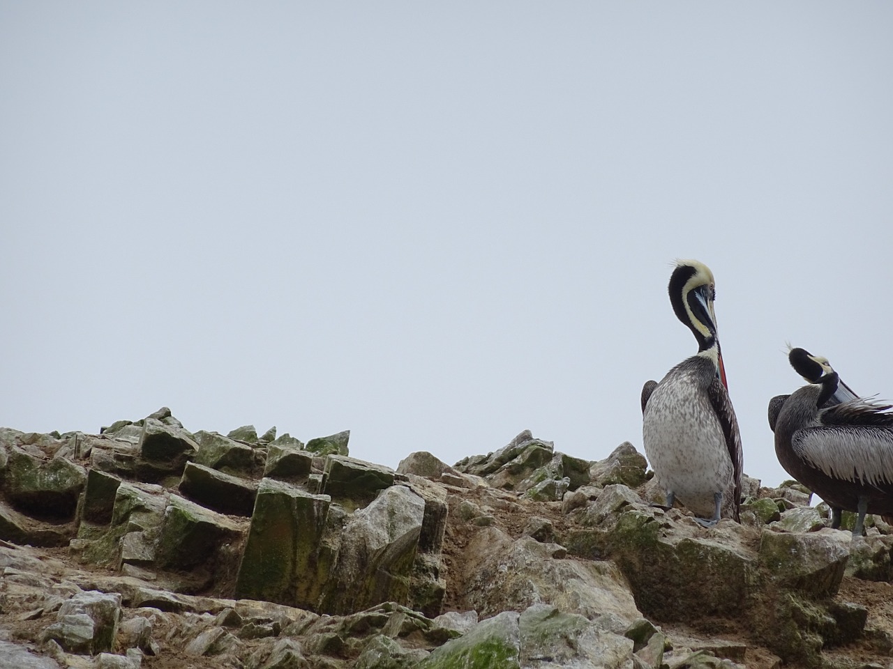 pelicans ballestas islands peru free photo