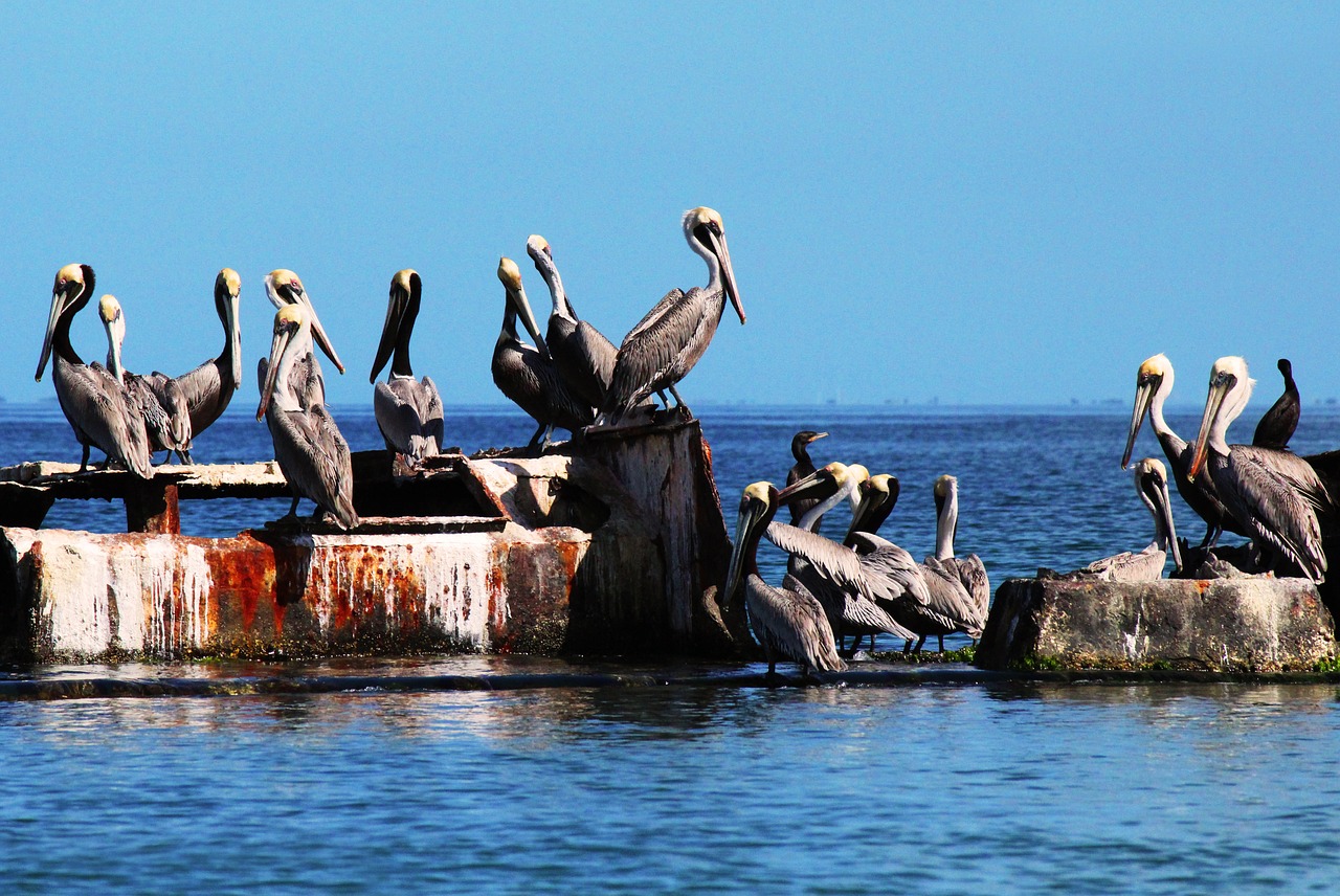 pelicans charagato cubagua free photo