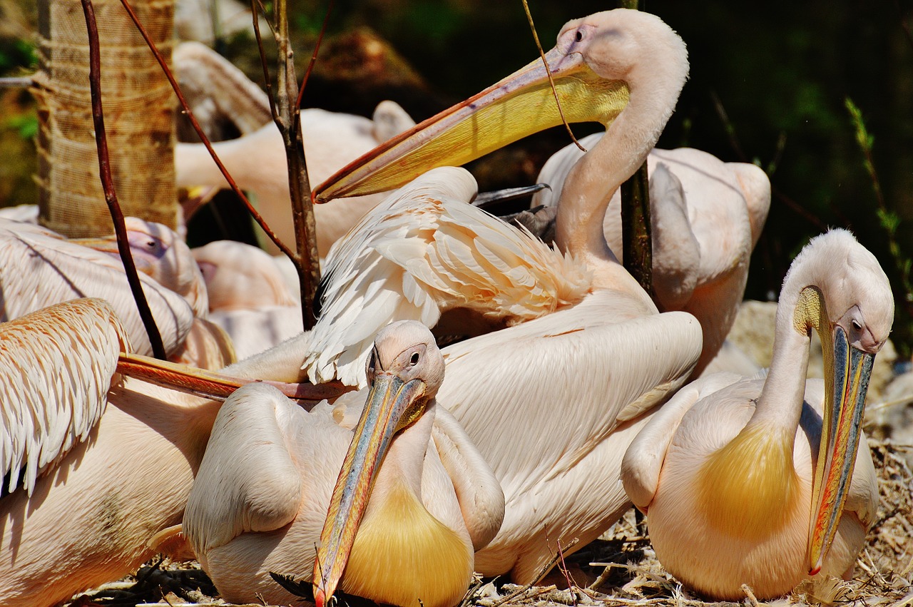 pelicans birds bill free photo
