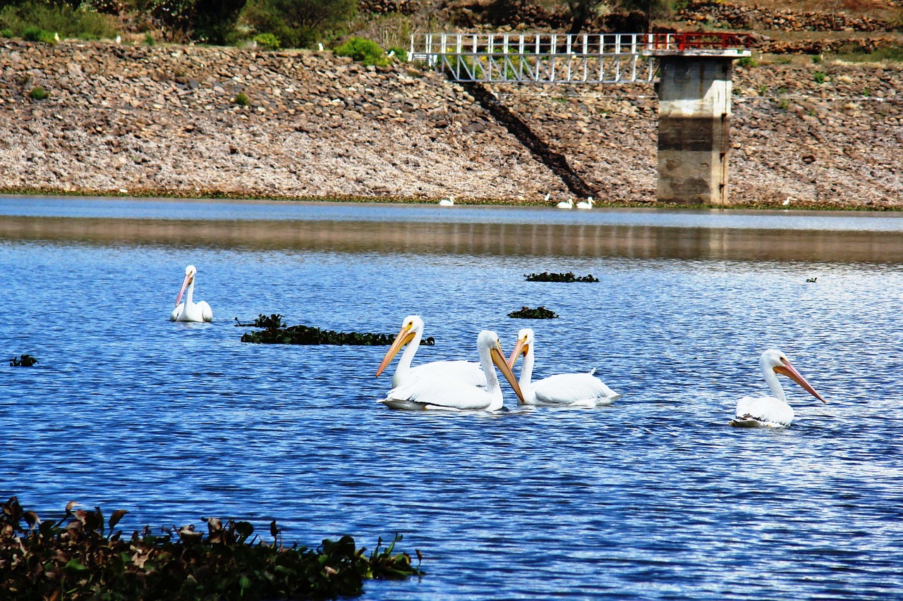 pelicans pelicans in water birds in mexico free photo