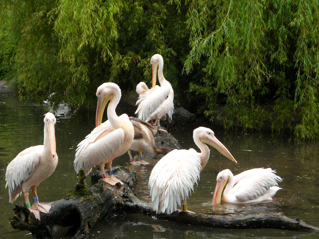 pelicans waterfowl birds free photo
