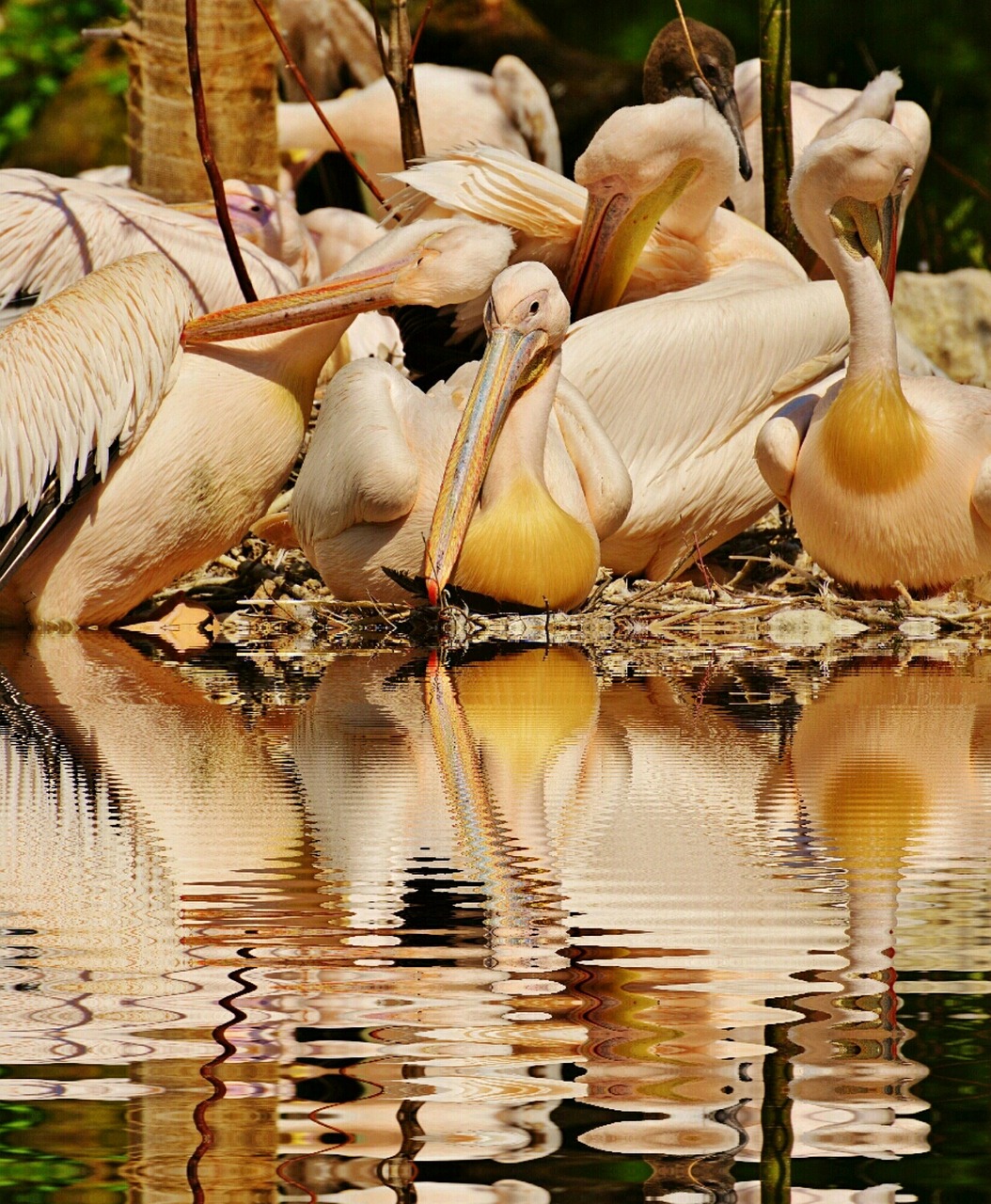 pelicans birds mirroring free photo