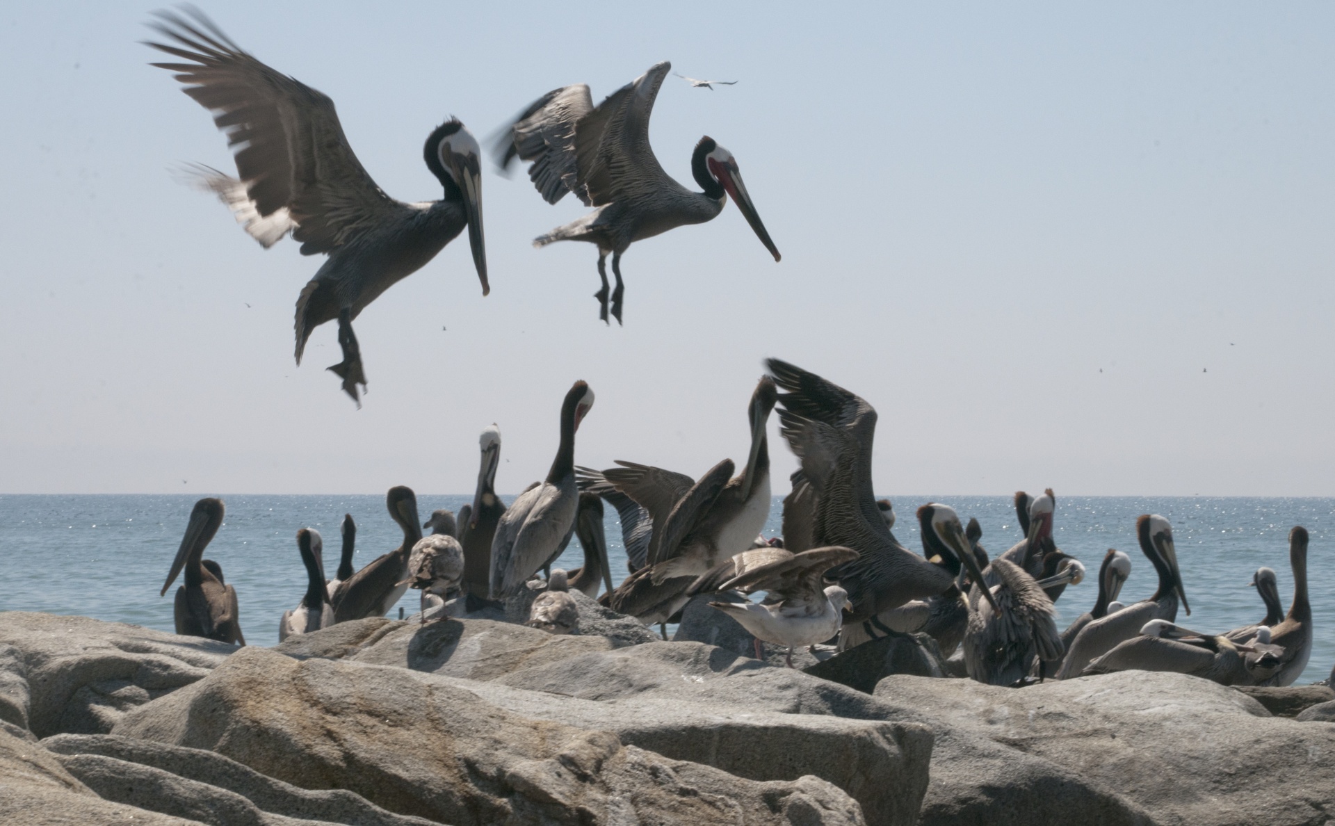 pelican pelicans bird free photo