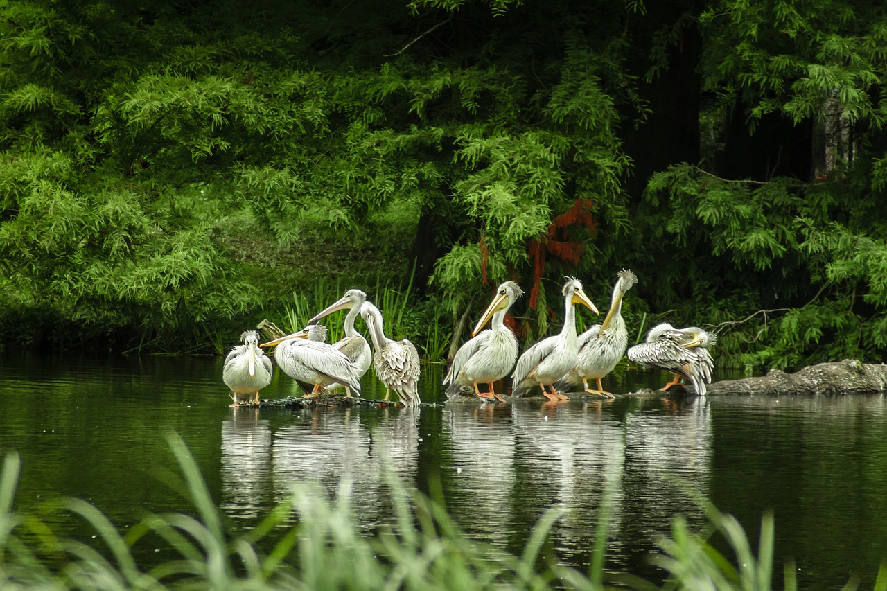 pelicans lake zoo free photo