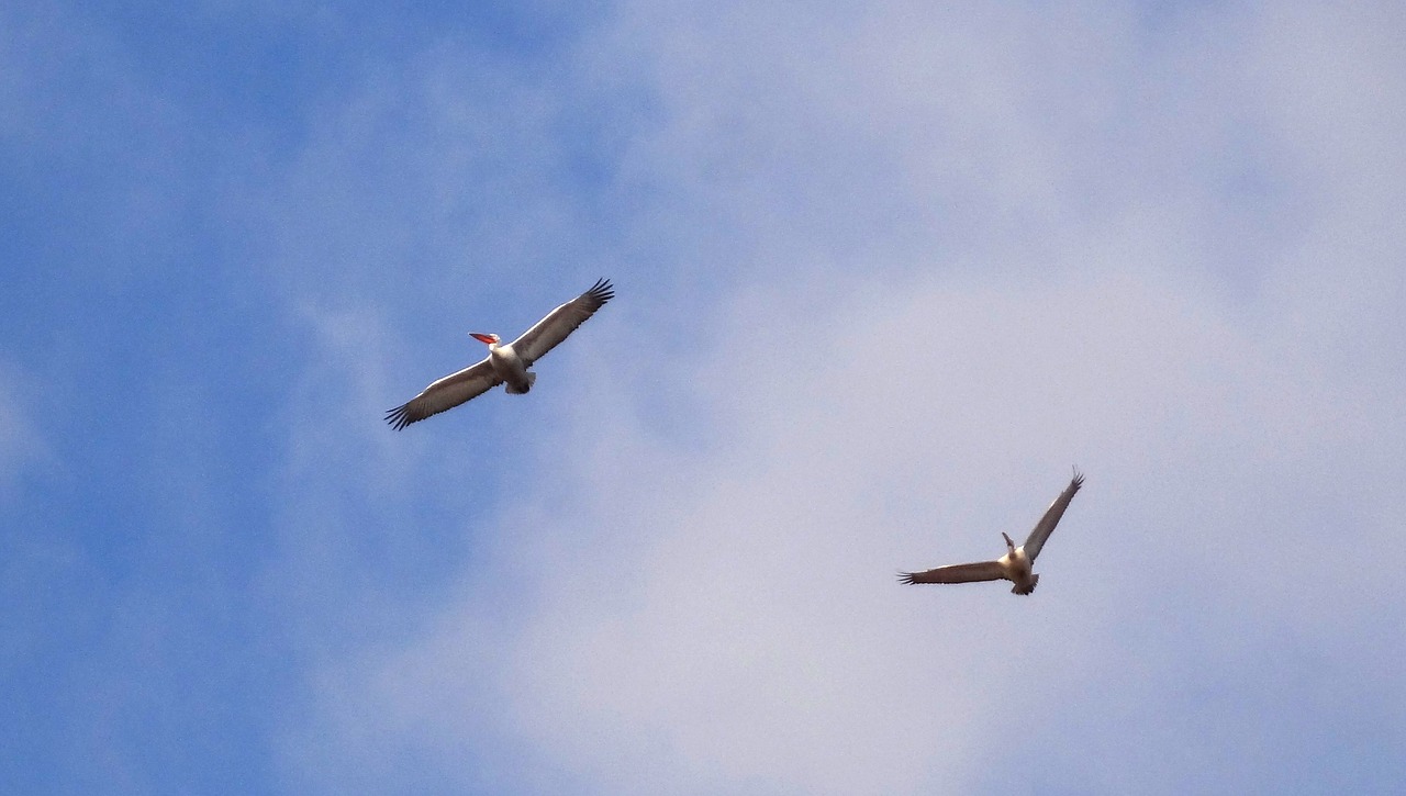 pelicans birds nature free photo