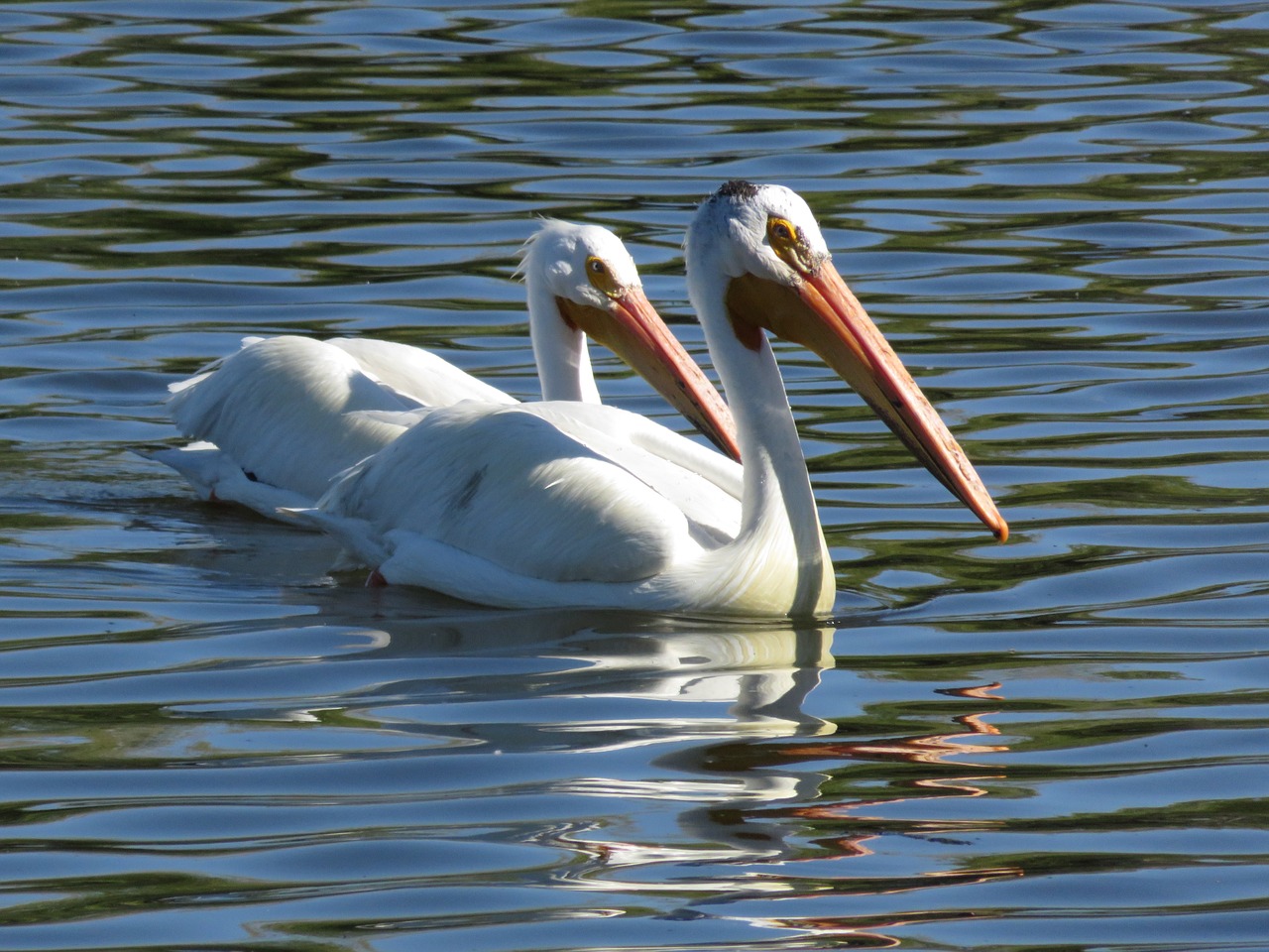 pelicans lake nature free photo