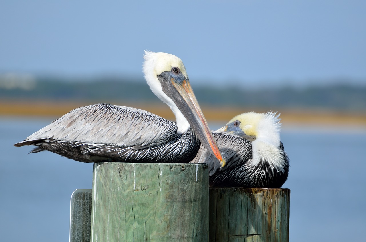 pelicans bird avian free photo