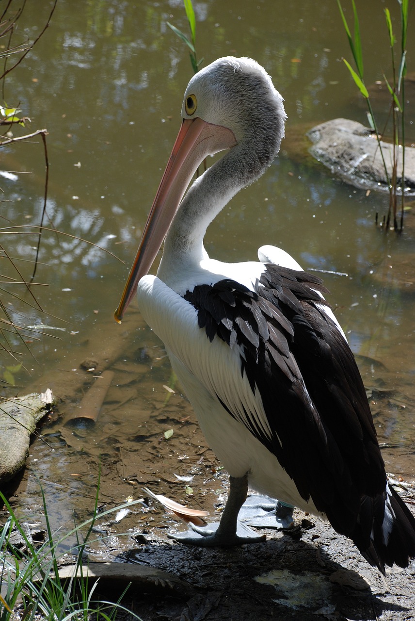 pelicans birds water free photo