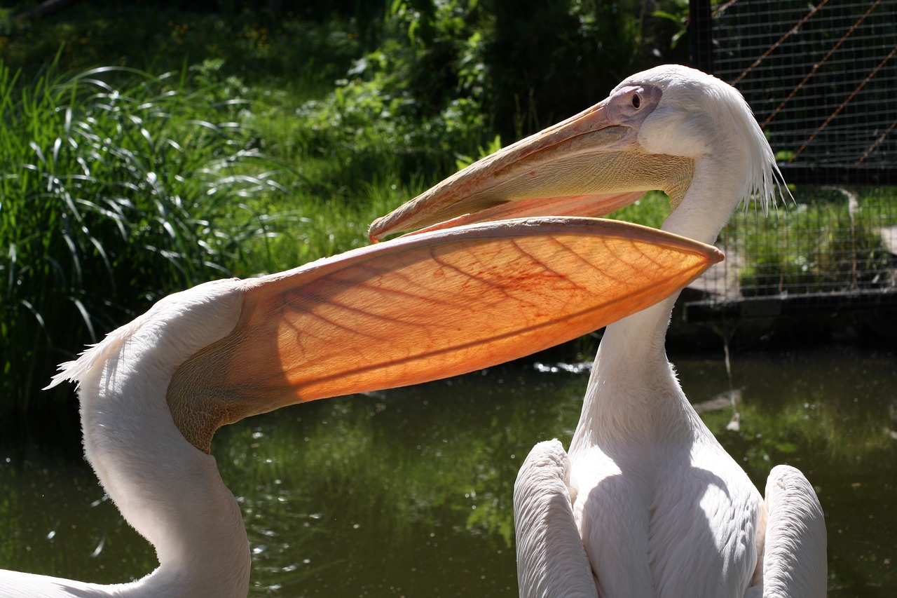 pelicans zoo animal free photo