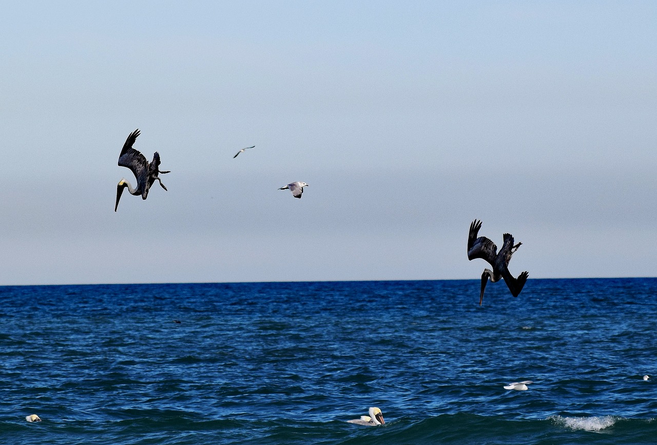 pelicans ocean hunting free photo