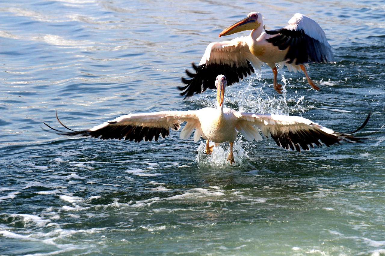 pelicans namibia pelican point free photo
