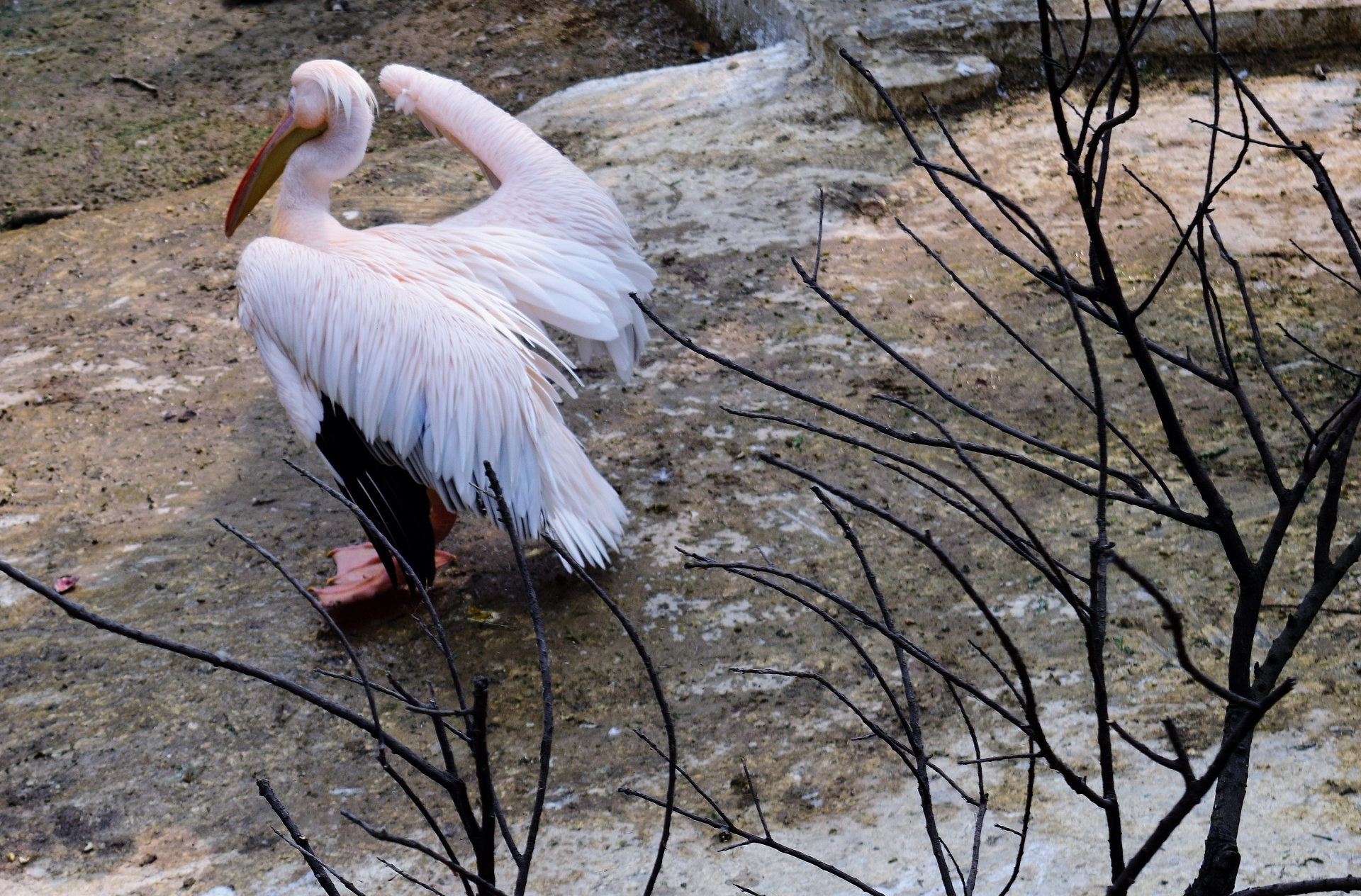 bird pelican animal free photo