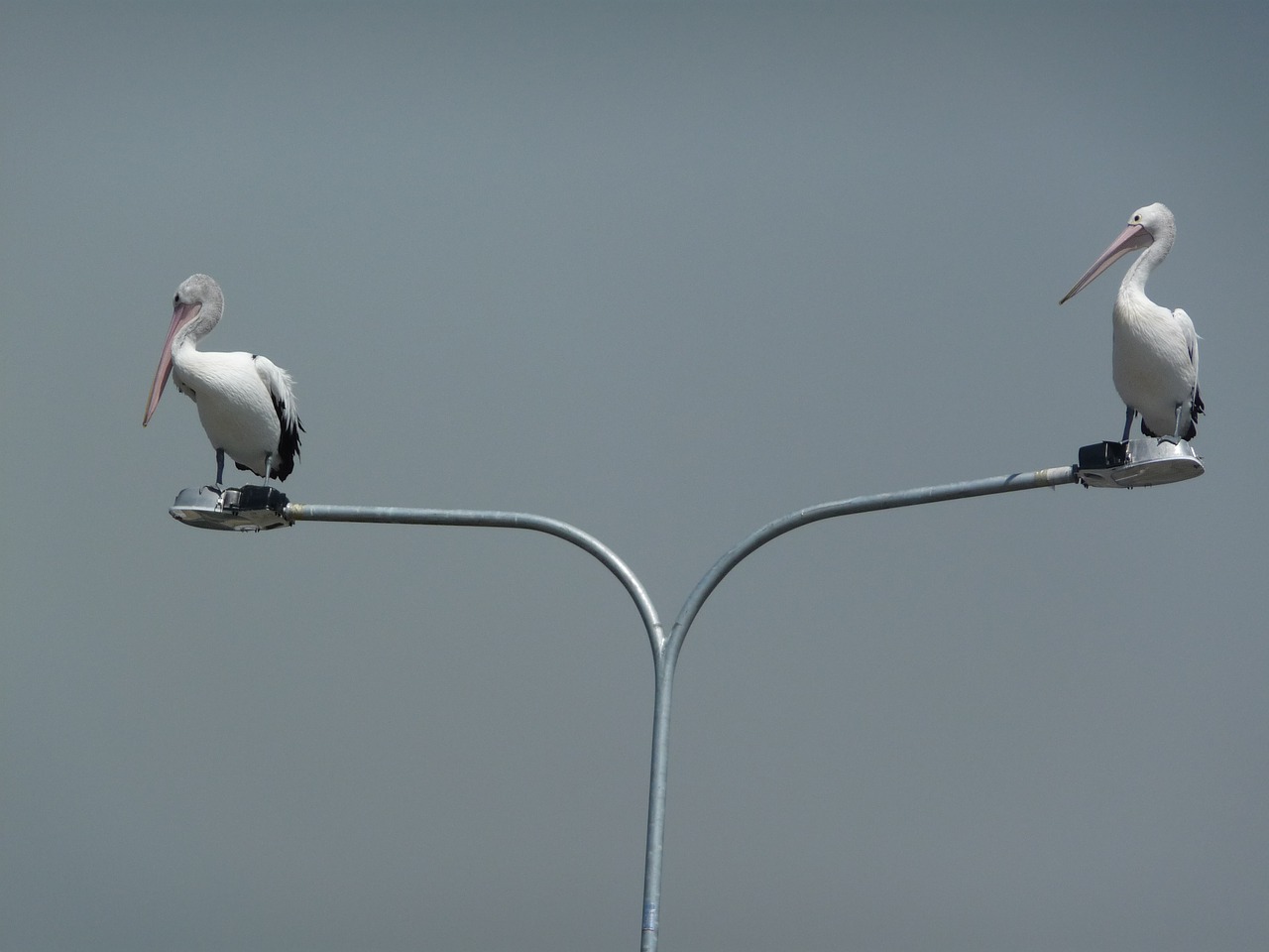 pelicans australia day wildlife free photo