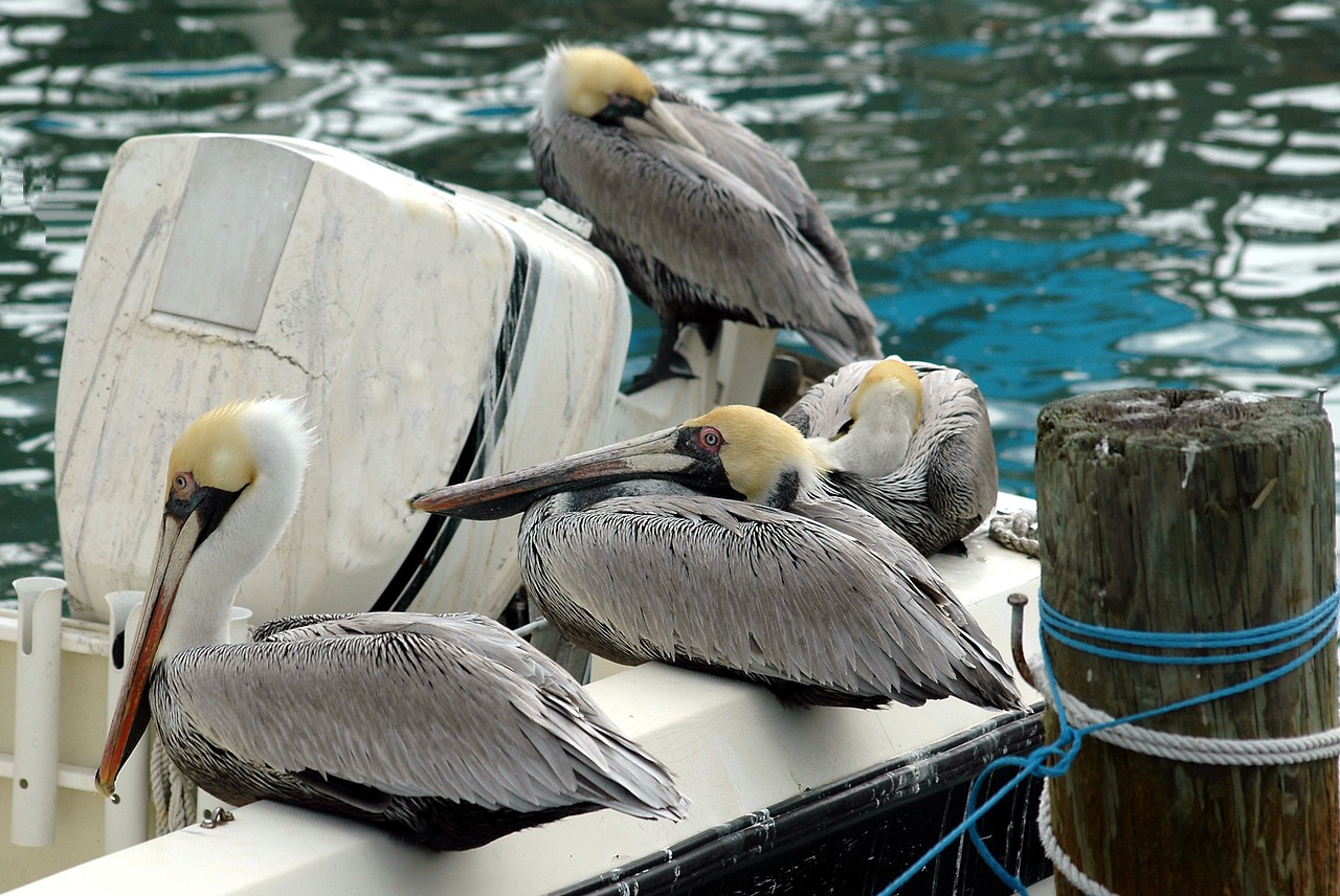 pelicans bird wildlife free photo