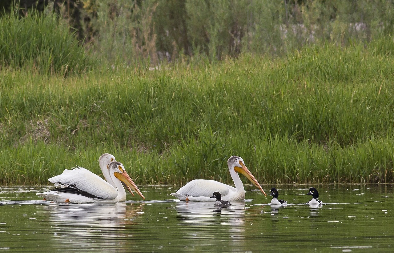 pelicans swimming water free photo