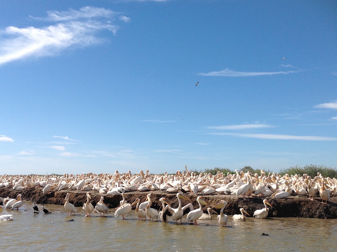 pelicans nature wildlife free photo