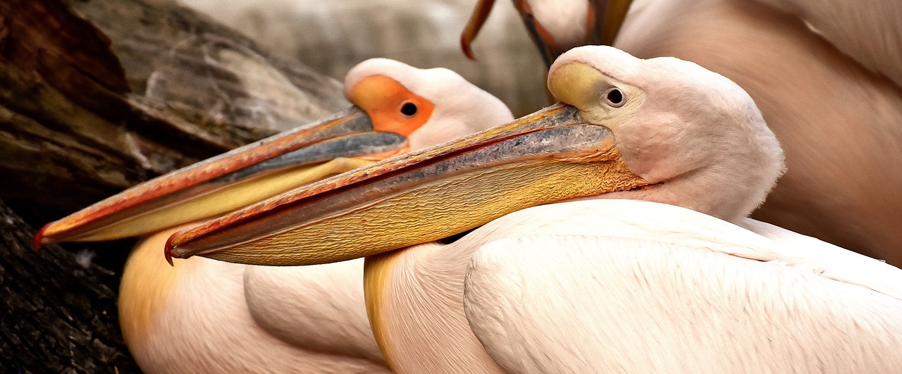 pelicans pair birds free photo