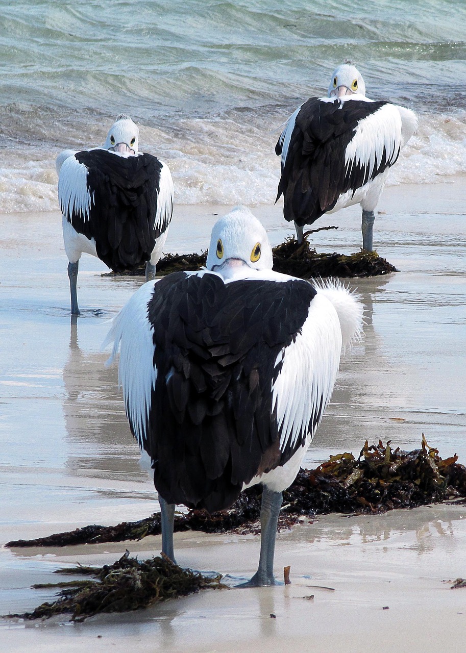 pelicans sea birds australia free photo