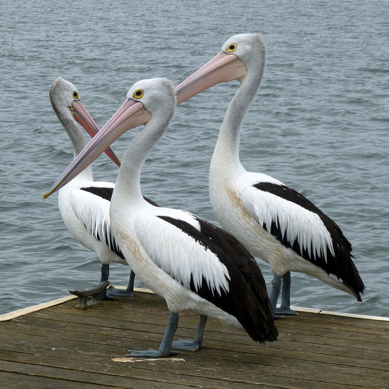 pelicans australian pelican pelican free photo