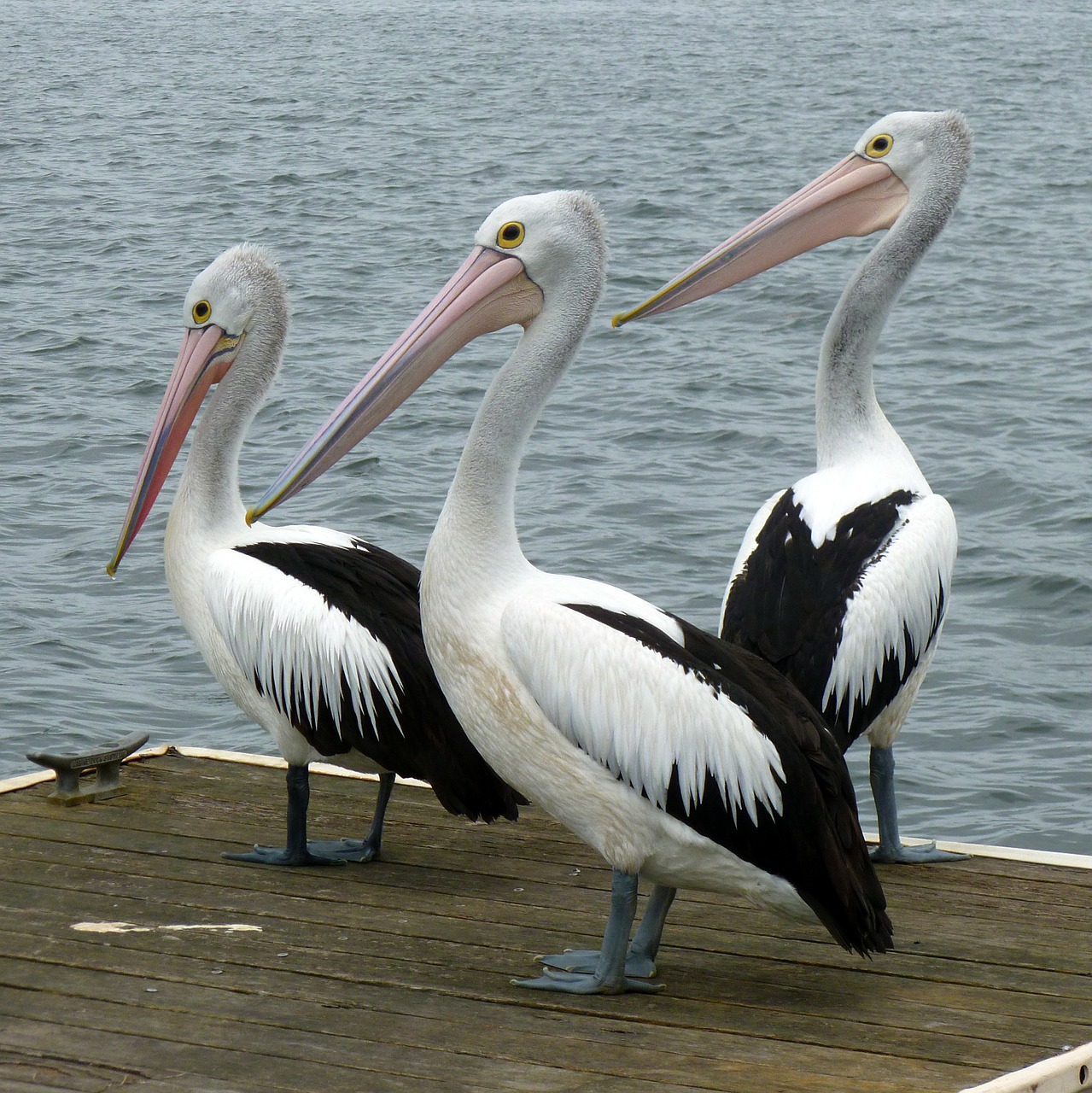 pelicans pelican water bird free photo