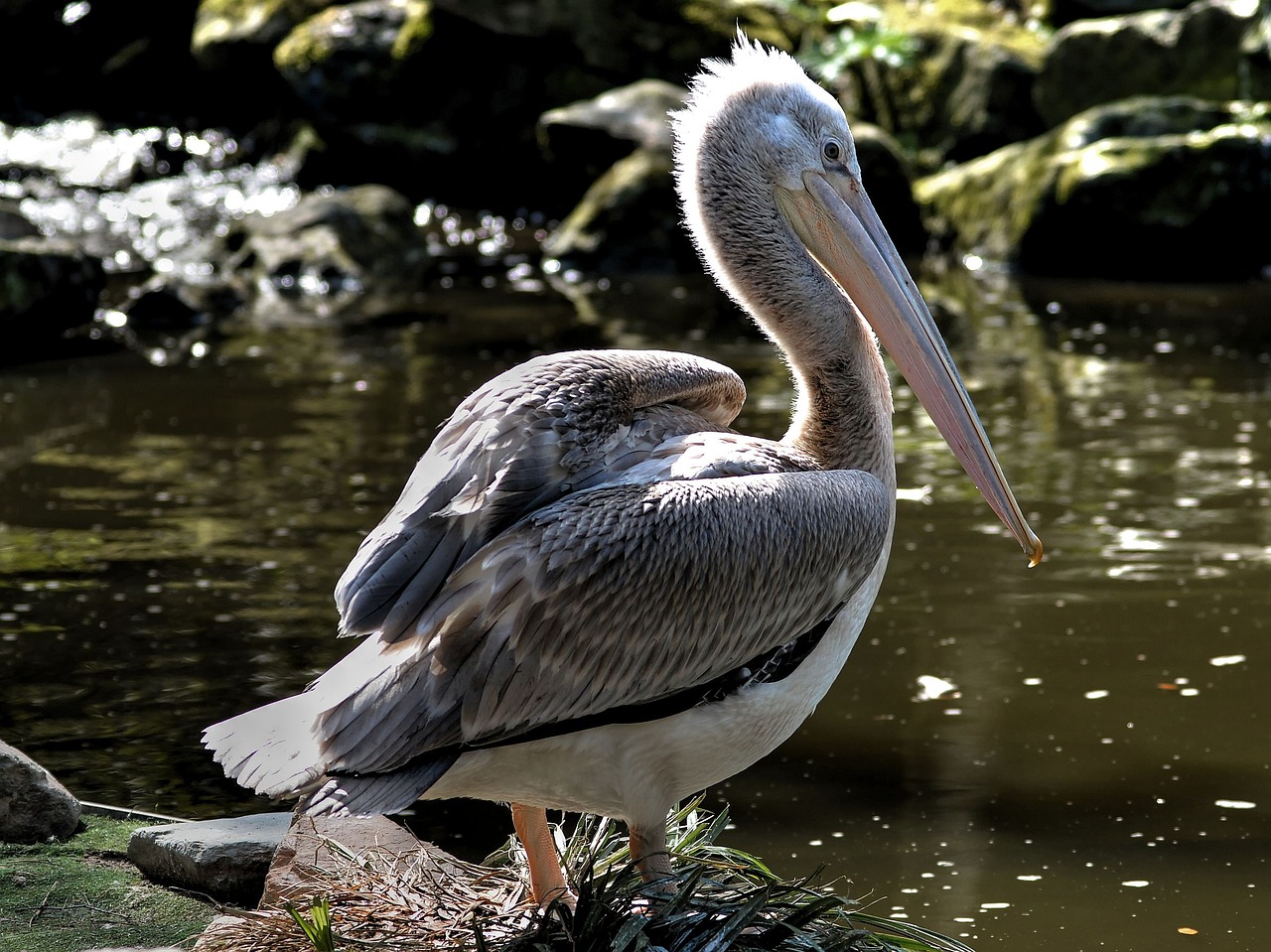 pelicans pelican pelecanidae free photo