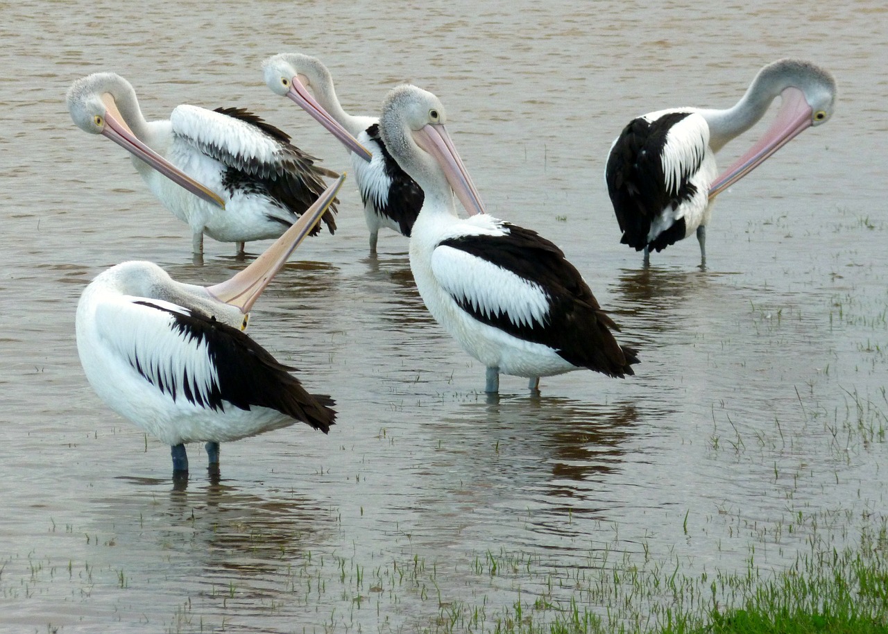 pelicans australian pelican water bird free photo