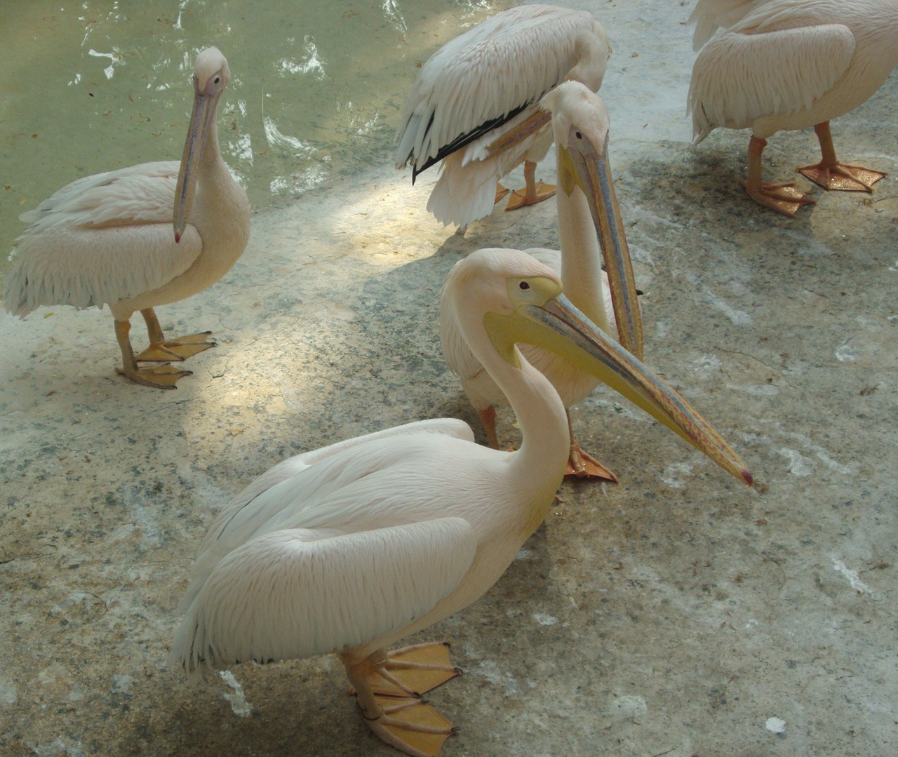 pelicans birds animals free photo