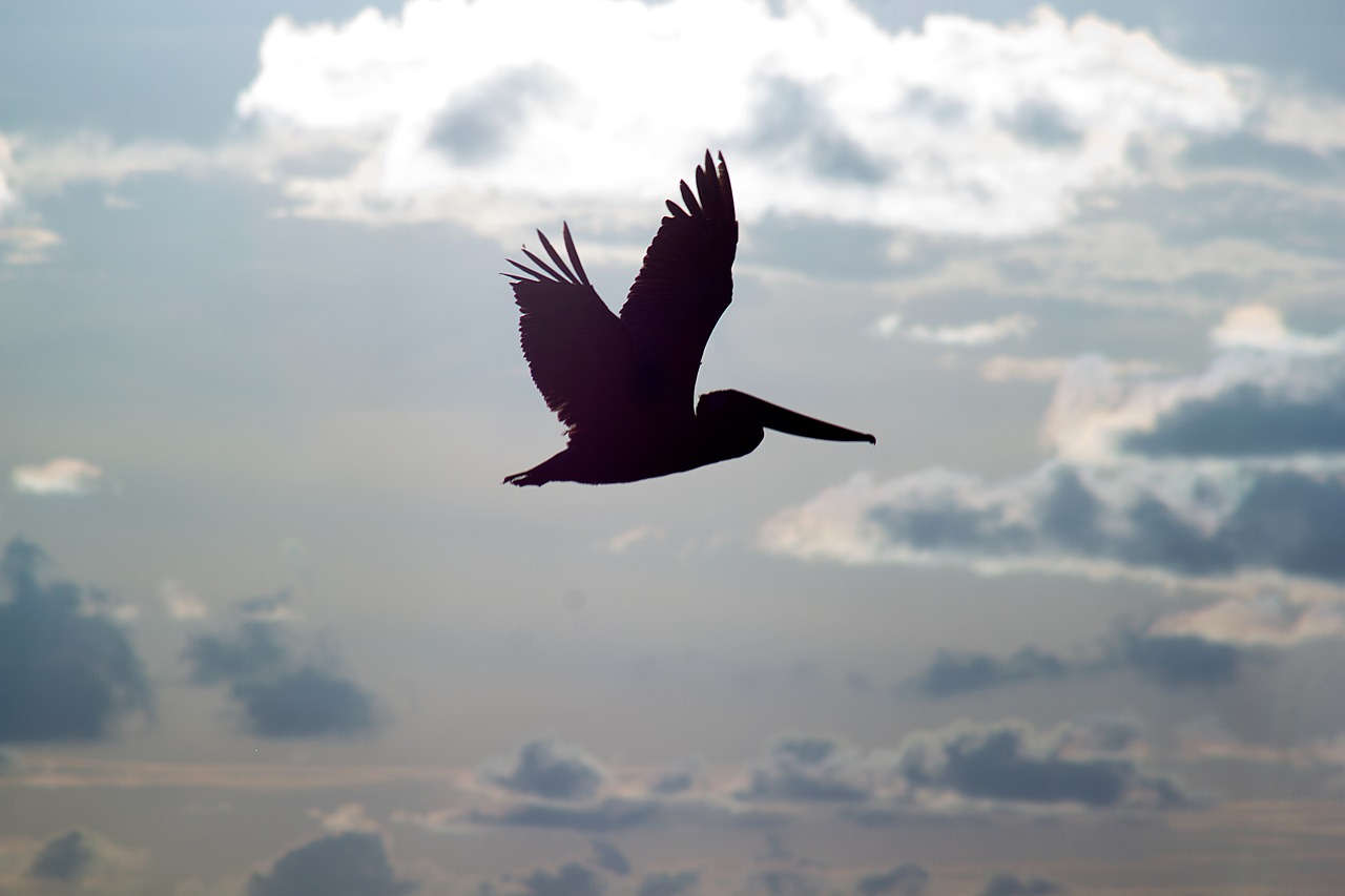 pelicans flight silhouette free photo