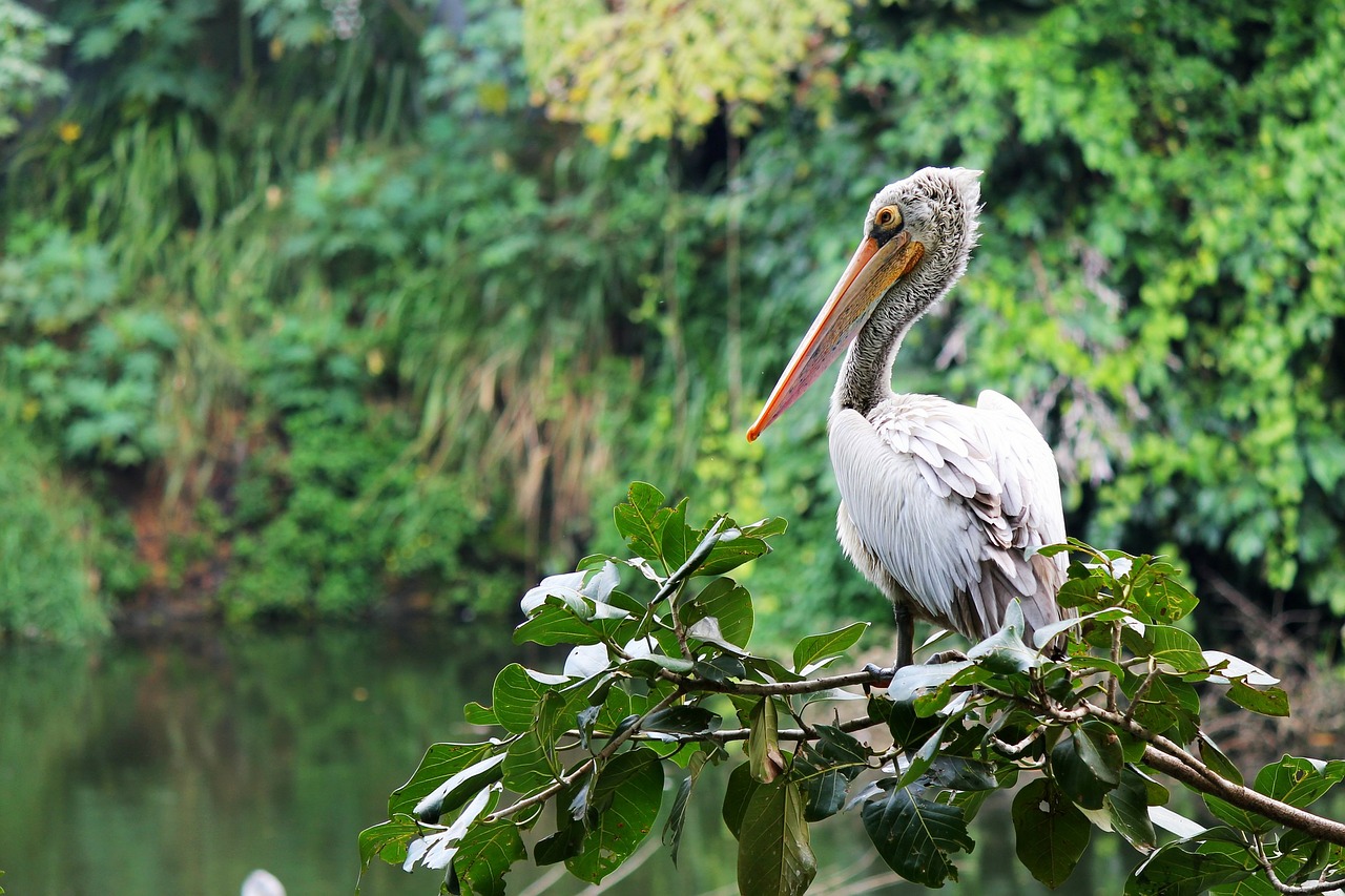 pelicans white birds free photo