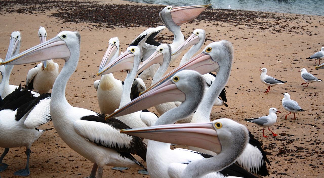 pelicans australian pelicans water birds free photo