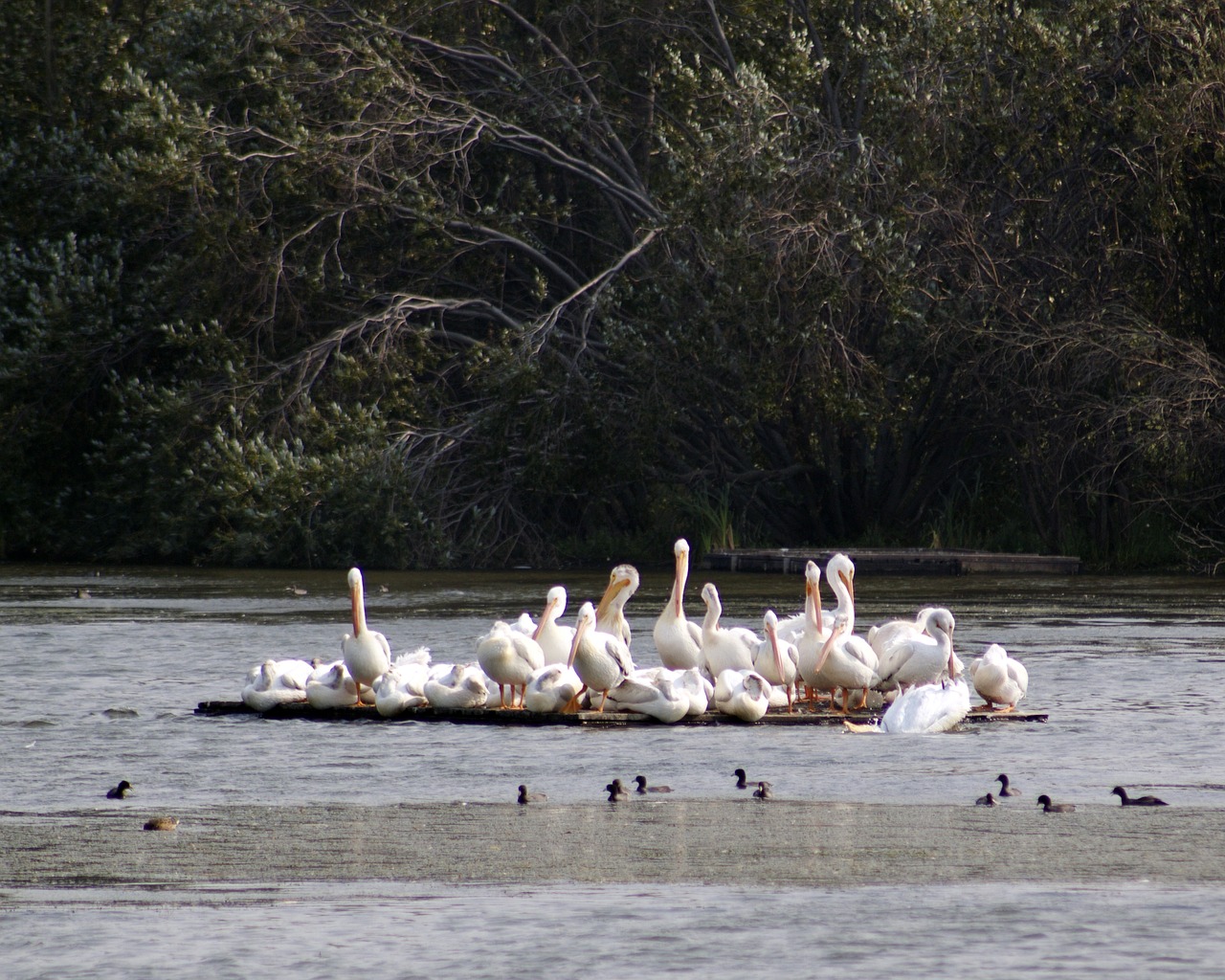 Pelicans,wetlands,bird,reserve,free pictures - free image from needpix.com