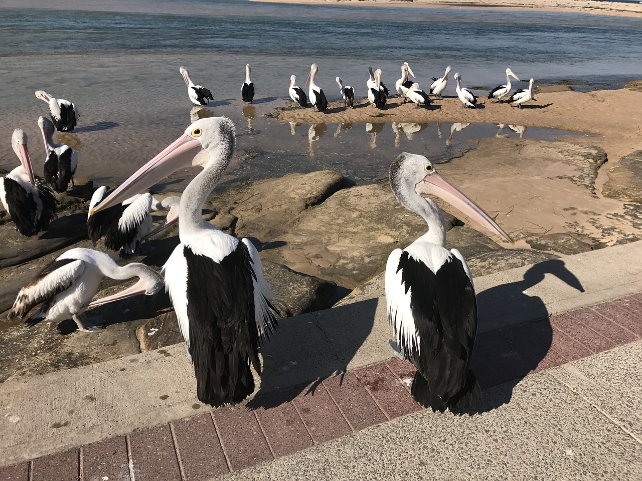 pelicans sea birds free photo